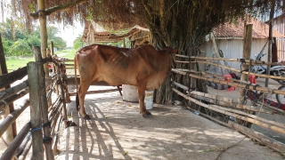 Gần 42.000 con trâu, bò được tiêm vaccine phòng bệnh viêm da nổi cục
