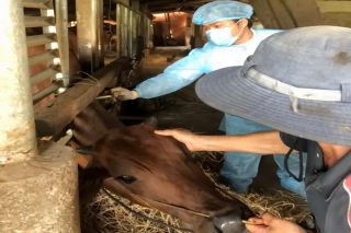 Đẩy nhanh tiến độ tiêm phòng vaccine viêm da nổi cục cho đàn trâu, bò
