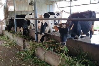 Người chăn nuôi bò sữa lao đao vì dịch bệnh