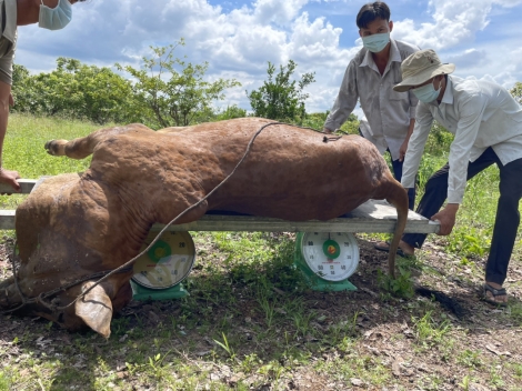 Thị xã Hòa Thành: Hướng dẫn tăng cường thực hiện các biện pháp phòng, chống bệnh viêm da nổi cục trâu, bò