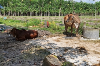 Tân Biên: "Dịch chồng dịch" khiến người chăn nuôi lao đao