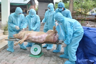 Tân Châu: Tiêu hủy 23 con heo bị bệnh dịch tả heo Châu phi