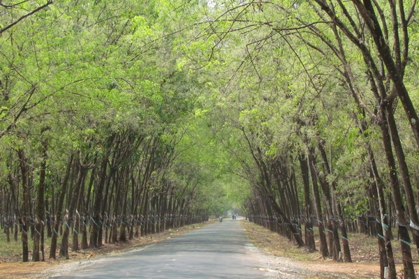 Thương cây cao su nhà ông Chín