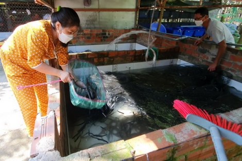 Nuôi lươn không bùn mang lại hiệu quả kinh tế cao