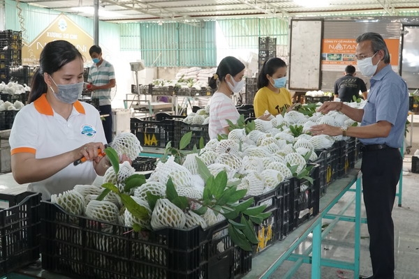 Mãng cầu Tây Ninh: “Canh bạc” trong đại dịch