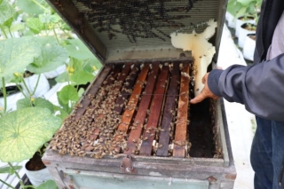 Hỗ trợ người nuôi ong mật được cách ly tại trại nuôi ong