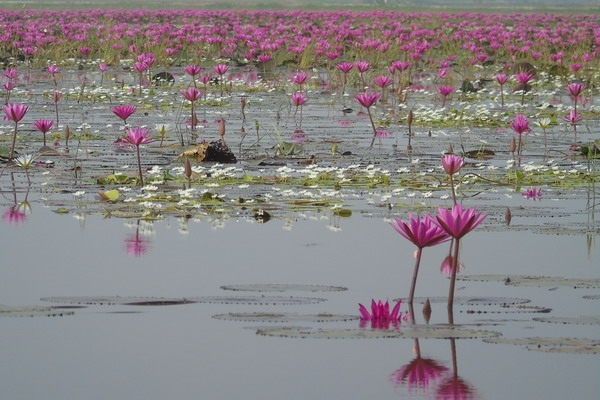 Nhớ Cẩm Bình