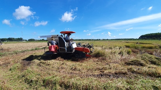 Kết nối cung cầu vật tư đầu vào, thúc đẩy sản xuất vụ Đông Xuân