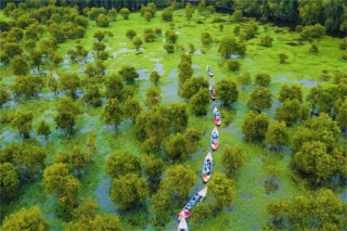 Cánh rừng từng nhận 2 kỷ lục Việt Nam đẹp mướt mát sắc xanh mùa nước nổi