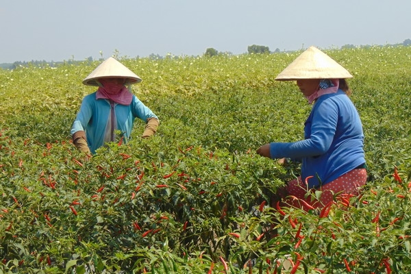 Những làng rừng Quang Hoá