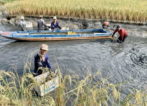 Hỗ trợ, kết nối tiêu thụ tôm càng xanh tỉnh Cà Mau