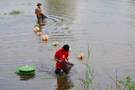 Mùa cá đồng