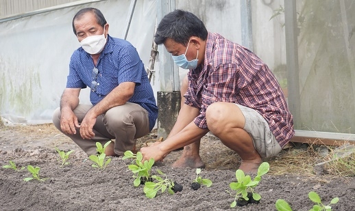 Giải ngân 300 triệu đồng cho nông dân sản xuất rau an toàn