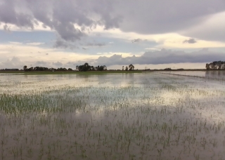Dương Minh Châu: Thiệt hại nông nghiệp gần 6 tỷ đồng do mưa lớn