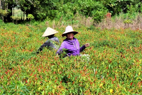 Bài cuối: Cơ hội để thích ứng và thay đổi