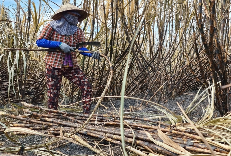 Cháy mía- Nỗi “ám ảnh” của nhà nông