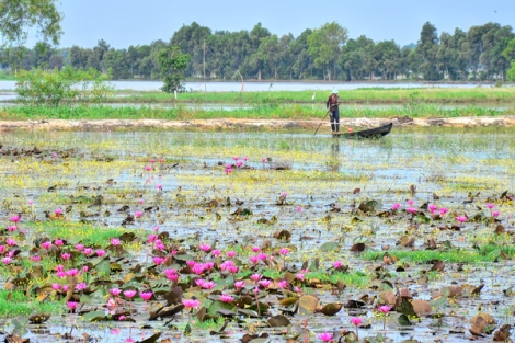 Thả láng mùa gió bấc