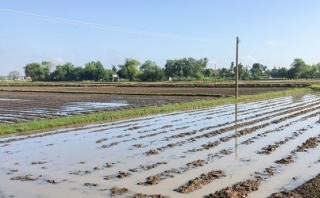 Gò Dầu: Mưa lớn bất thường gây thiệt hại cho người trồng đậu