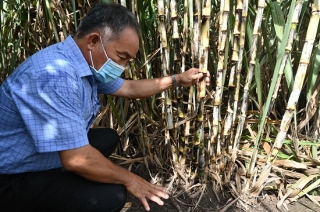 TTC Biên Hòa: Chú trọng phát triển nguyên liệu mía đường