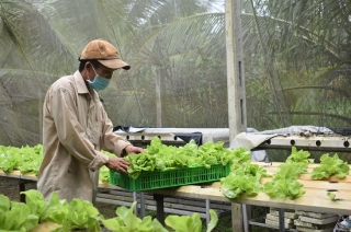 Ngành nông nghiệp Tây Ninh một năm vượt khó, ổn định sản xuất