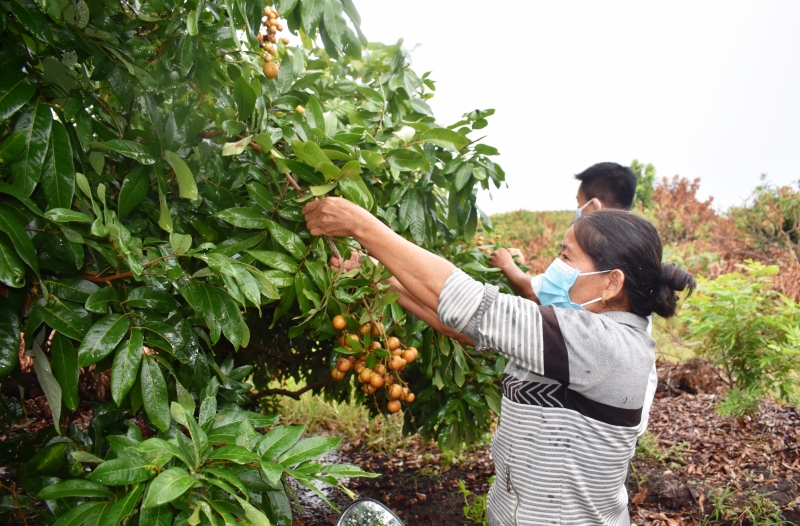 Nông nghiệp Tây Ninh- một năm vượt khó, ổn định sản xuất