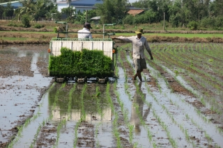 Bộ Nông nghiệp và Phát triển nông thôn trả lời cử tri việc chuyển đổi đất lúa