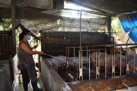Tây Ninh: Đẩy mạnh phong trào nông dân sản xuất, kinh doanh
