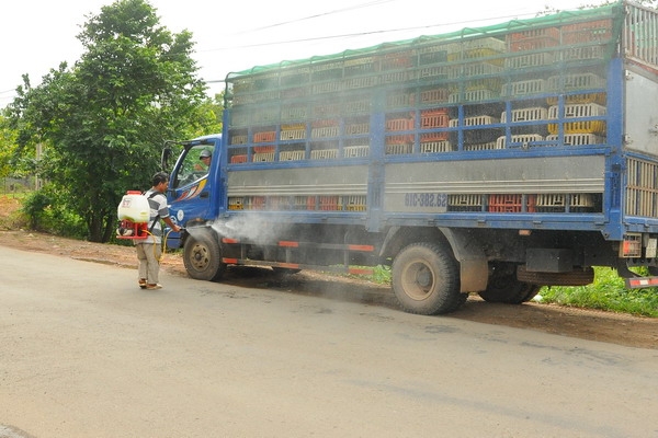 Triển khai quyết liệt, đồng bộ các giải pháp kiểm soát, phòng, chống bệnh cúm gia cầm