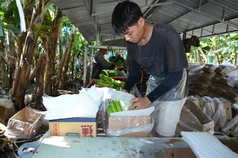 Tạm dừng tiếp nhận phương tiện chở hoa quả tươi bằng đường bộ lên cửa khẩu Lạng Sơn