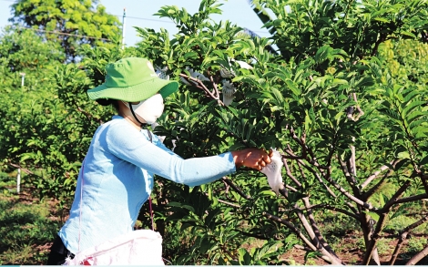 Đưa sản phẩm nông nghiệp Tây Ninh lên sàn thương mại điện tử