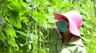 Nông dân Tây Ninh mong một năm mới trúng mùa được giá
