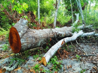 “Mạnh tay” chấm dứt hợp đồng trồng rừng nếu hộ nhận khoán có vi phạm