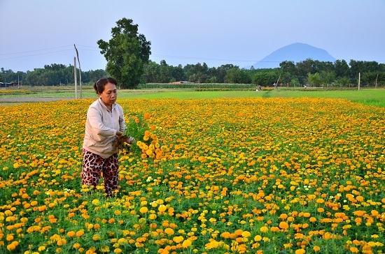 Tháng giêng và hoa vạn thọ