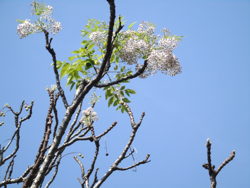 Hoa xoan miền nắng