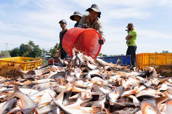 Phát triển, nuôi trồng thuỷ sản theo hướng tập trung