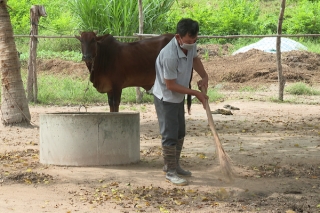 Tây Ninh công bố hết dịch viêm da nổi cục trên trâu, bò