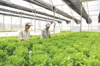 Xúc tiến cung, cầu cho các sản phẩm chế biến nông sản đạt chứng nhận sinh thái – công bằng tại Việt Nam