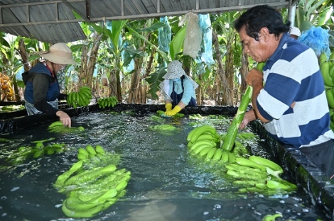 Điều kiện xuất khẩu trái cây, rau và thảo mộc đông lạnh sang thị trường Úc