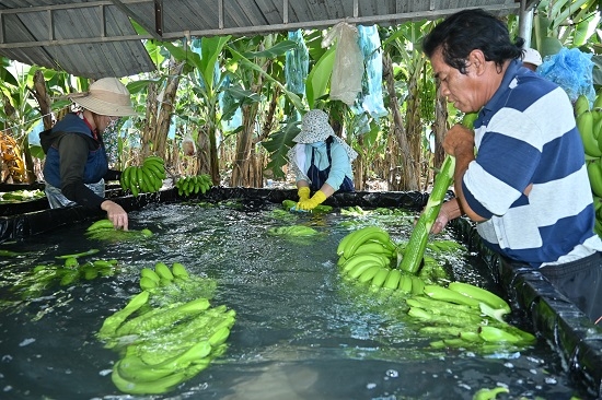 Điều kiện xuất khẩu trái cây, rau và thảo mộc đông lạnh sang thị trường Úc