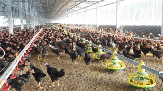 KỲ 2: Để chăn nuôi gà phát triển bền vững
