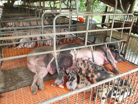 Tăng cường kiểm soát chất lượng đàn vật nuôi và quản lý thức ăn chăn nuôi