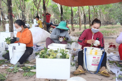 Lao động nông thôn thay đổi để thích ứng thực tế