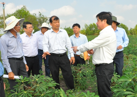 Tây Ninh tổ chức hội thảo “Giải pháp phát triển khoai mì bền vững khu vực Nam bộ"