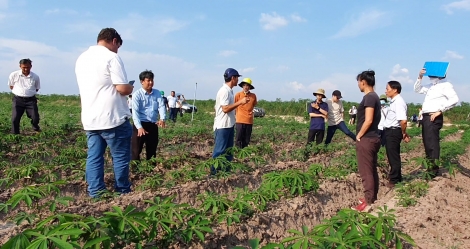 Tham quan thực tế mô hình khảo nghiệm và nhân giống khoai mì kháng bệnh khảm lá tại huyện Tân Châu
