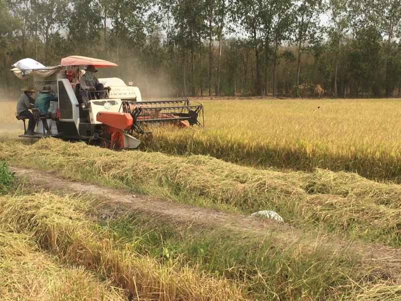 Nông dân với nỗi lo không có vốn tái sản xuất