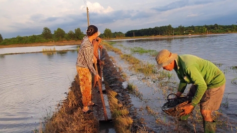 Mưa lớn làm ngập hàng ngàn héc-ta lúa mới gieo