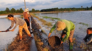 Châu Thành: Hơn 400 ha lúa mới gieo bị ngập