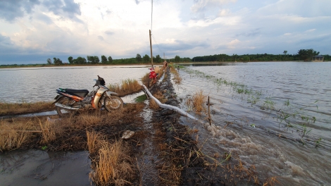 Châu Thành và Bến Cầu thiệt hại hàng chục tỷ đồng do mưa lớn