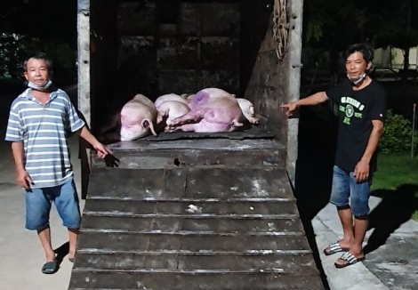 Phòng Cảnh sát môi trường, Công an Tây Ninh: Bắt quả tang xe tải vận chuyển heo chết