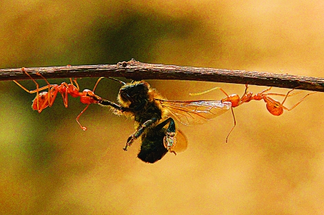 Thiên nhiên kỳ thú qua lăng kính macro